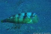 Xyrichtthys novacula Rason-Acores Sao Miguel Tufo-6m-20170827-Denis-ADER-DSC_0639_tn